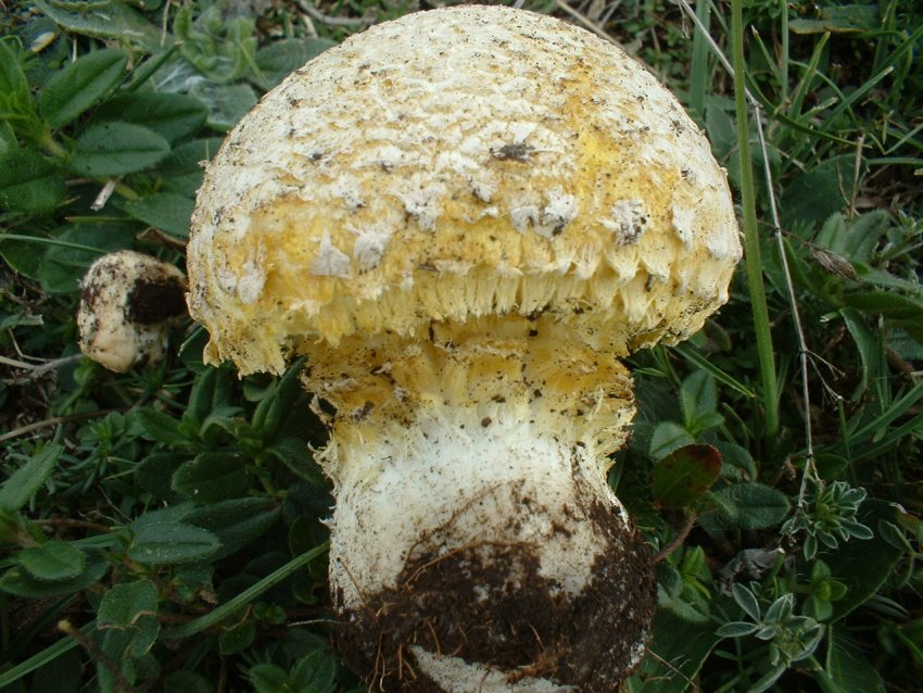 Floccularia luteovirens